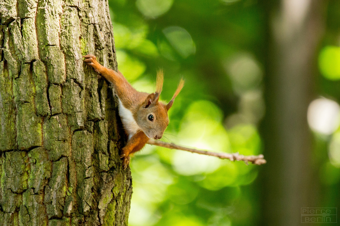 Squirrel from Charlottenburg Squirrel from Charlottenburg